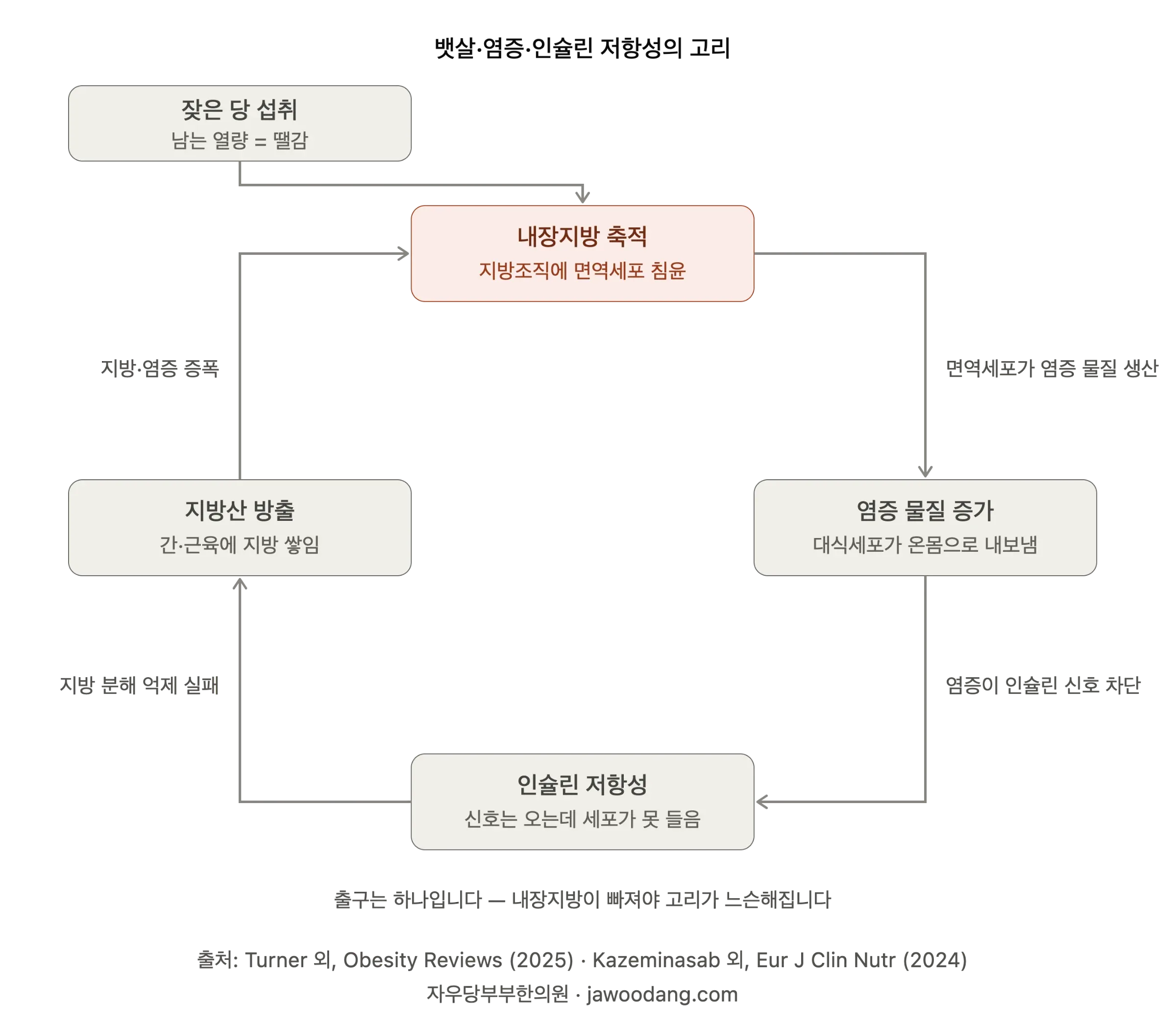 잦은 당 섭취로 쌓인 내장지방이 염증 물질을 내보내고, 염증이 인슐린 저항성을 만들고, 인슐린 저항성이 지방산을 방출시켜 다시 염증을 키우는 고리 다이어그램